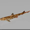 Realistic Orange Spotted Shark With Red Fins On Gray Gradient Background