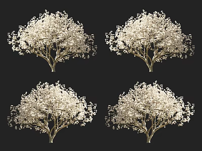 Blooming White Flower Tree Shown In Multiple Views On Black Background 3d model