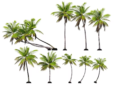 Various Palm Trees With Different Heights Green Leaves And Diverse Growth Postures 3d model