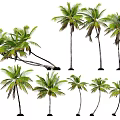 Various Palm Trees With Different Heights Green Leaves And Diverse Growth Postures