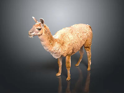 Fluffy Brown Llama Standing on Dark Background with Shiny Reflective Surface 3d model