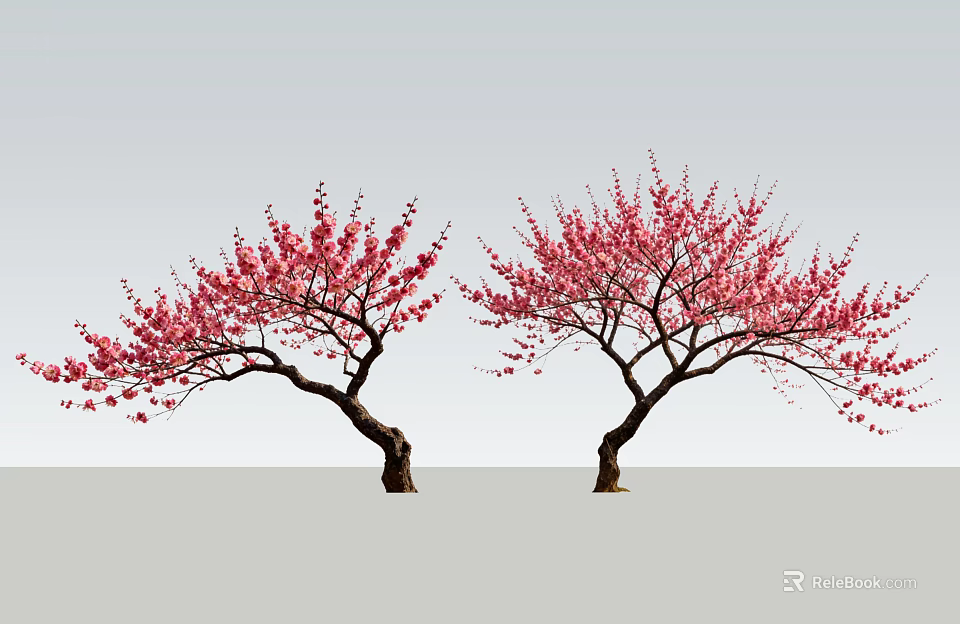 Two Blooming Trees With Pink Flowers And Slender Trunks On Light Background 3d model 