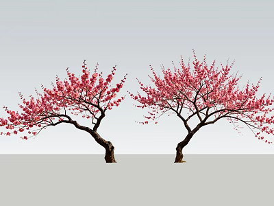 Two Blooming Trees With Pink Flowers And Slender Trunks On Light Background 3d model