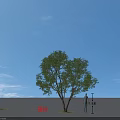 Tall Chinese Scholar Tree Arbor Height Comparison with 1.8m Person Under Blue Sky Open Ground