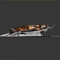 Detailed View Of Cockroach With Red And Black Body On White Paper Dark Background