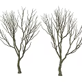 Tree Pit With Two Leafless Trees Showing Bare Trunks And Branches