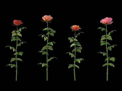 Different Colored Roses with Green Stems and Leaves on Black Background 3d model