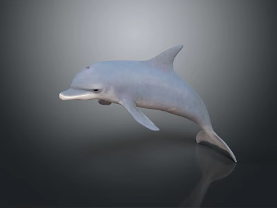 Realistic 3D Gray Dolphin Model Leaping In Dark Background With Reflection 3d model
