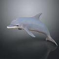 Realistic 3D Gray Dolphin Model Leaping In Dark Background With Reflection 3d model