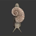 Snail Shell Antennae Organs And Hair Like Striped Spiral Texture