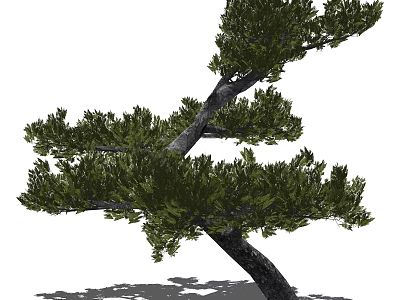 Pine Tree With Curved Trunk And Lush Green Foliage For Garden Landscape 3d model