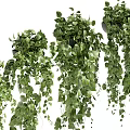Lush Green Hanging Basket Plants With Trailing Vines And Foliage For Home Decor