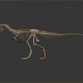 Dinosaur Skeleton Display of Prehistoric Creature with Anatomical Structure Details
