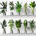 Various Types of Potted Bonsai Plants with Lush Green Leaves in Gray Pots