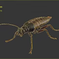 Brown and Black Cockroach With Long Antennae and Legs on Gray Background