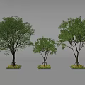 Three Green Trees of Different Sizes with Square Planter Bases 3d model