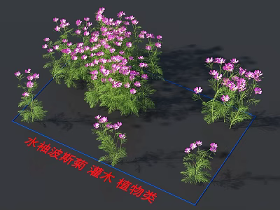 Shuibu Cosmos Shrub Plant Type Featuring Pink Flowers And Green Foliage In Garden 3d model