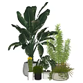 Indoor Potted Plants With Large Leafy Fern Cactus And Small Succulent Varieties
