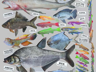 Various Aquatic Fish Species With Colorful Bodies And Labeled Names 3d model