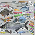Various Aquatic Fish Species With Colorful Bodies And Labeled Names