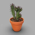 Green Cactus Plant with Red Spines in Orange Terracotta Pot on Gray Background