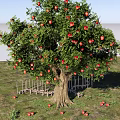 Garden Landscape Featuring Fruit Tree With Red Fruits Wooden Fence And Green Grassland