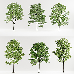 Modern Tree Landscape Tree Combination 3d model