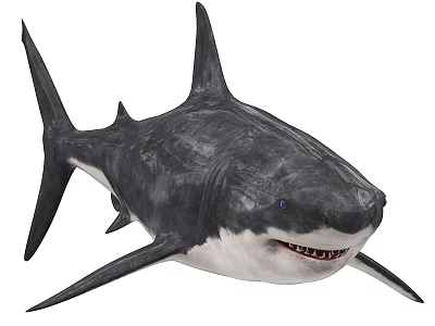 Great White Shark Marine Predator With Grey Black Skin And Sharp Teeth 3d model