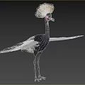 Black Crowned Crane Flight Animal With Golden Crest Black Body White Wings Standing On Grassland
