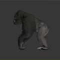 Gorilla 3D Model in Standing Pose With Detailed Fur and Gray Gradient Background 3d model