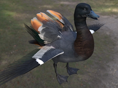 New Zealand black-breasted duck paradise duck biological animal model