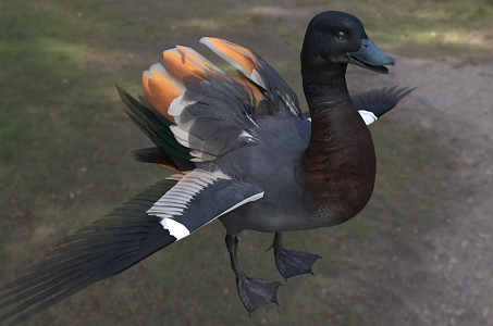 New Zealand black-breasted duck paradise duck biological animal 3d model