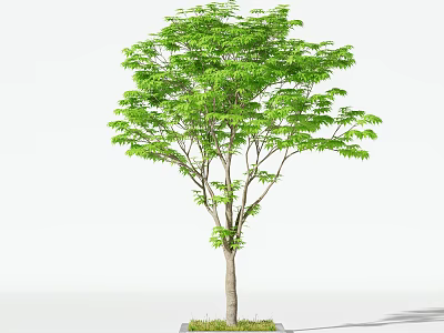 Lush Green Arbor With Dense Foliage Straight Trunk And Grass Base On White Background 3d model