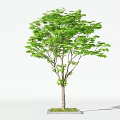 Lush Green Arbor With Dense Foliage Straight Trunk And Grass Base On White Background