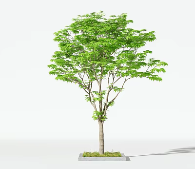 Lush Green Arbor With Dense Foliage Straight Trunk And Grass Base On White Background 3d model