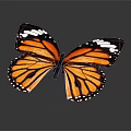 Monarch Butterfly With Orange And Black Wings And White Spots On Gray Background