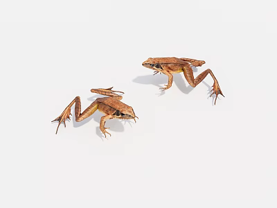 Two Small Brown Frogs With Extended Legs On White Background 3d model