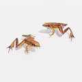 Two Small Brown Frogs With Extended Legs On White Background