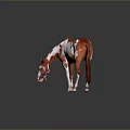 Red and White Horse With Head Down Sniffing On Reflective Gray Ground