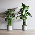 Indoor Potted Plants With Large Green Leaves In White Ceramic Pots