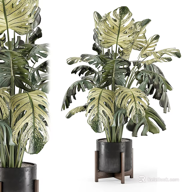 Variegated Monstera Potted Plant With Black Pot And Metal Stand Indoor Decoration 3d model 