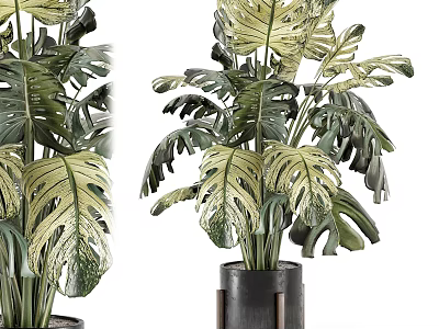 Variegated Monstera Potted Plant With Black Pot And Metal Stand Indoor Decoration 3d model