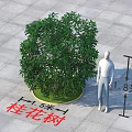 Osmanthus Arbor With 1.5m Crown Width 1.8m Height And Human Height Comparison 3d model