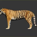 Realistic 3D Model of Orange Black Striped Reptile Standing on Black Surface with Reflection