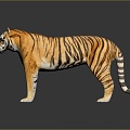 Modern tiger tiger tiger tiger downhill tiger 3d model