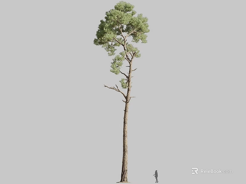 Tall Pine Tree With Slender Trunk And Green Canopy Near Human Figure For Size Comparison 3d model 