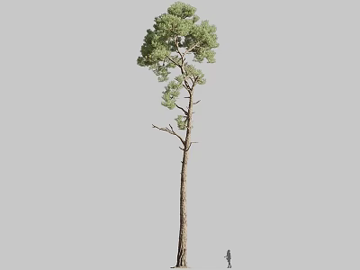 Tall Pine Tree With Slender Trunk And Green Canopy Near Human Figure For Size Comparison 3d model