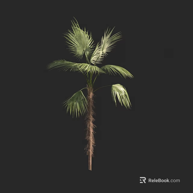 Tropical Palm Tree with Green Fan Leaves and Fibrous Brown Trunk Isolated on Black Background 3d model 