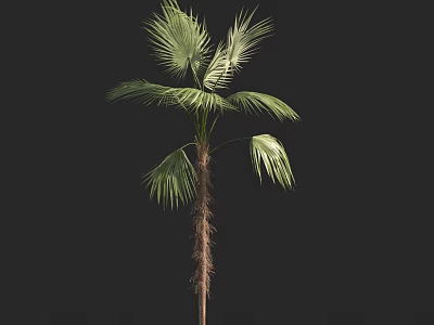 Tropical Palm Tree with Green Fan Leaves and Fibrous Brown Trunk Isolated on Black Background 3d model