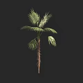 Tropical Palm Tree with Green Fan Leaves and Fibrous Brown Trunk Isolated on Black Background